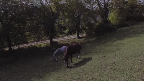 Bedårande hästar betar fritt i stora gröna gräsbevuxna betesmark på gård i Abchazien — Stockvideo