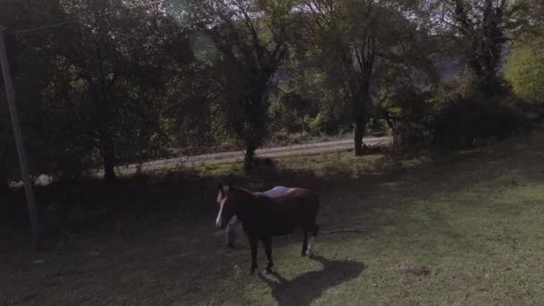 De beaux chevaux paissent librement dans de grands pâturages verts et herbeux à la ferme en Abkhazie — Video