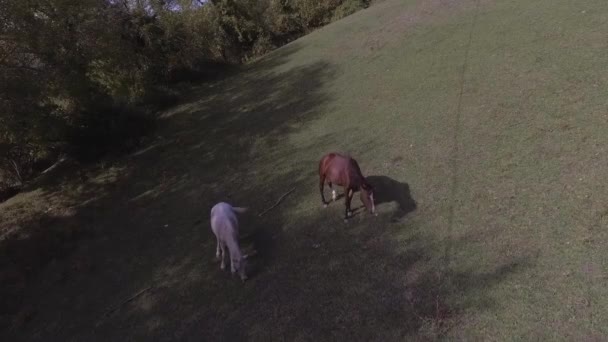 Paarden grazen vrij in grote groene grazige weide op landbouwgrond in Abchazië — Stockvideo