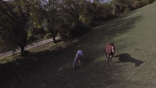 Belos cavalos pastam livremente em grandes pastagens verdes na fazenda na Abcásia — Vídeo de Stock