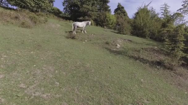 Duże niesamowite biały koń jest swobodnie wypas w duży zielony trawiasty pastwiska na wzgórzu — Wideo stockowe