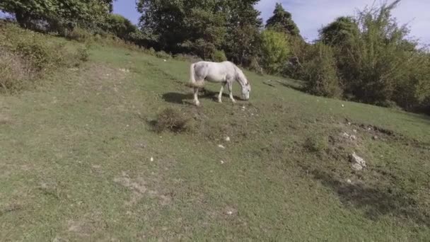 Stor sund hvid hest græsser frit på store grønne græsgange på bakken – Stock-video