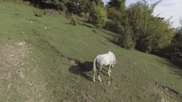 Krásná scenérie bílého koně volně pasoucí se velké zelené travnaté pastviny na kopci — Stock video
