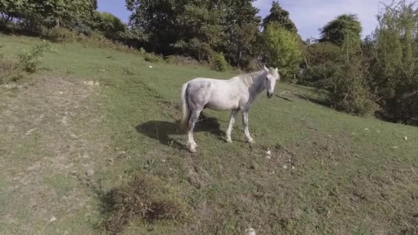 Pohled na bílém koni volně pasoucí se velké zelené travnaté pastviny v Abcházii — Stock video