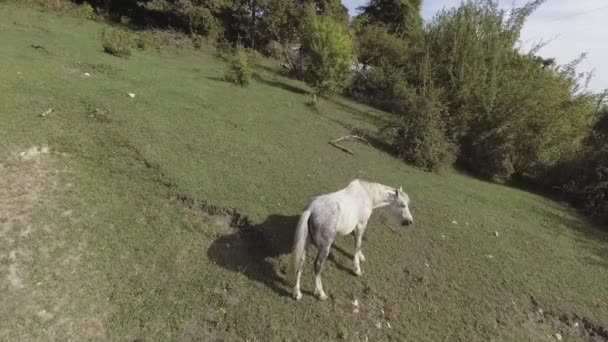 Μεγάλο χαριτωμένο άσπρο άλογο βόσκουν ελεύθερα στο μεγάλο πράσινο λιβάδι χορτώδους στην Αμπχαζία — Αρχείο Βίντεο