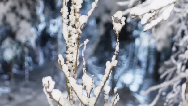 Magnifique forêt d'hiver couverte de neige blanche montrée en plein jour . — Video