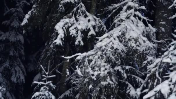 Ciemny Cień Sylwetki Drzew Sosnowych Piękny Zimowy Las Pokryte Białym — Wideo stockowe