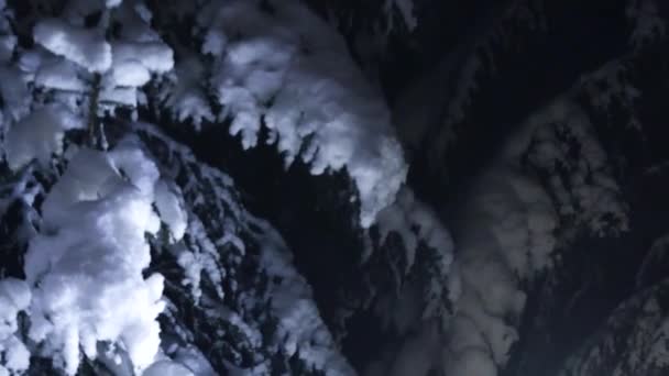 Hermosos pinos fríos de invierno cubiertos de nieve blanca mostrados en luz de luna . — Vídeos de Stock