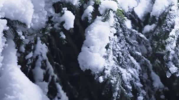 추운 겨울 밤에 눈으로 덮여 소나무의 아름 다운 분 지의 클로즈업 — 비디오