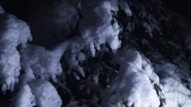 Κοντινό πλάνο της εντυπωσιακής κλαδιά δέντρων που καλύπτονται από χιόνι στην κρύα χειμωνιάτικη νύχτα — Αρχείο Βίντεο