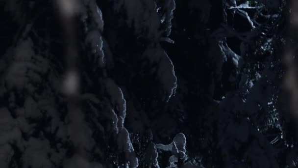 Beautiful cold winter pine trees covered with snow shown in blue moon light. — Stock Video