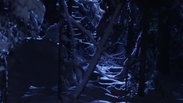 Incríveis pinheiros frios de inverno cobertos com neve mostrada na luz da lua azul . — Vídeo de Stock