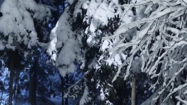 Landschap van prachtige pijnboomtakken boom vallende sneeuw op de bevriezing van de winternacht — Stockvideo