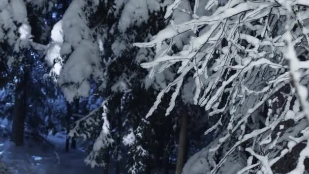 Scène van donkere takken van vallende sneeuw 's nachts koude winter naaldboom — Stockvideo