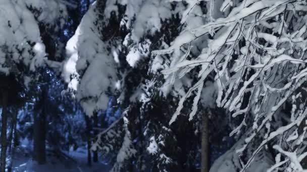 在寒冷的冬夜, 关闭被雪覆盖的美丽的松树枝条 — 图库视频影像