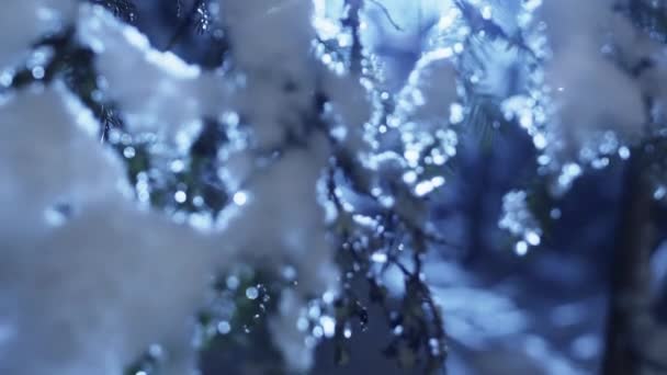 Primer plano de ramas de pino verde oscuro cubiertas de nieve a la luz de la luna — Vídeos de Stock