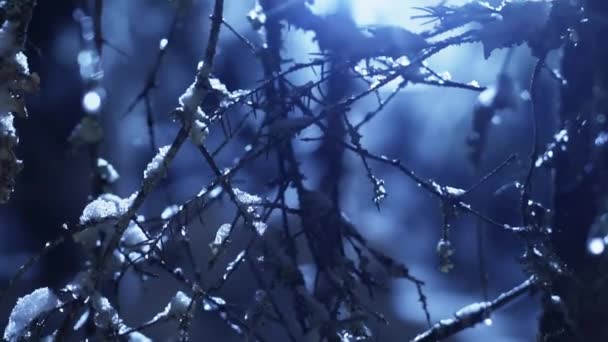 Close-up van donkergroen pine bomen takken bedekt met zware sneeuw in maanlicht — Stockvideo