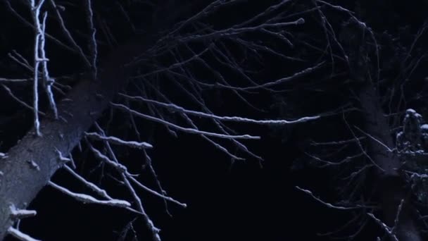 Μεγάλο γυμνό δέντρο με κλαδιά που καλύπτονται από χιόνι φαίνεται στο πάγωμα χειμωνιάτικη νύχτα. — Αρχείο Βίντεο