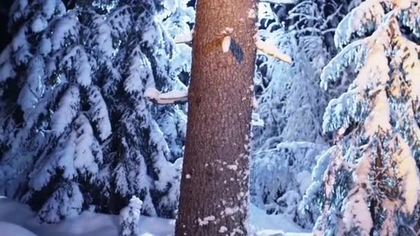 Stora nakna trädstam snötäckt visas på frysning vinternatt i forets. — Stockvideo