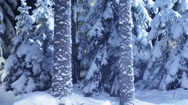 月人や動物なし夜の雪の光で示されている白い雪の毛布で覆われた壮大な寒い冬の森の松の木の素晴らしい風景 — ストック動画