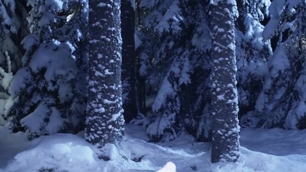 Hermosos pinos fríos de invierno cubiertos de nieve blanca que se muestran en la noche de invierno . — Vídeos de Stock