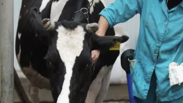 Arbeiterin streichelt Kuh in Stall auf Bauernhof — Stockvideo