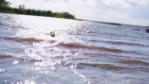 Милая маленькая белая собака бежит в воде, чтобы забрать кусок ветки и вернуться — стоковое видео