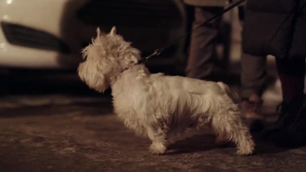Cute small white dog stand next to owner outside in cold winter street. — Stock Video