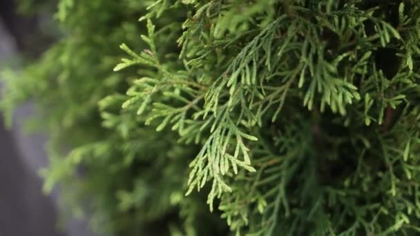 Belles plantes de conifères vertes mises en pot dans des pots sombres avec cadre en bois noir 