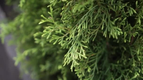 Belas plantas coníferas verdes envasadas em vasos escuros com moldura de madeira preta — Vídeo de Stock