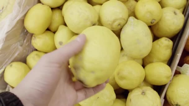 Osoba vybírá velké citrony umístěné v dřevěné krabici na místní Farmářské trhy, — Stock video