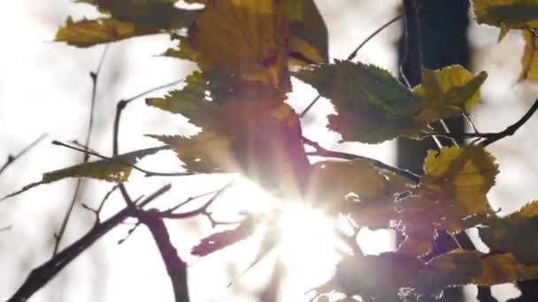 Güzel güneş rüzgar ağacı yeşil ve sarı yaprakları üzerinde üfleme ile parlar. — Stok video