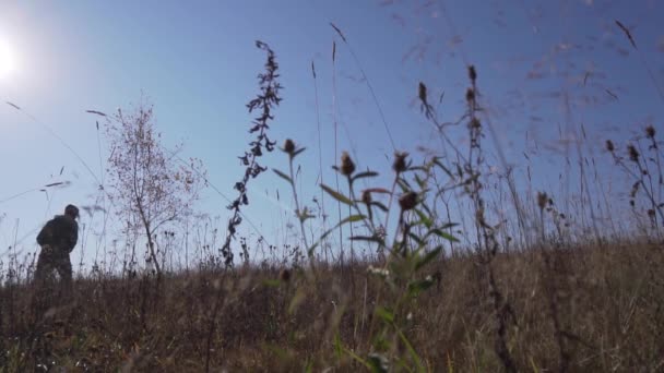 Człowiek wędruje po polu z suszonymi łodygami roślin kołysząc się na wietrze w słoneczny dzień. — Wideo stockowe