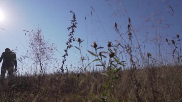 Мужчина идет за поле с сушеными стеблями, качающимися на ветру в солнечный день . — стоковое видео