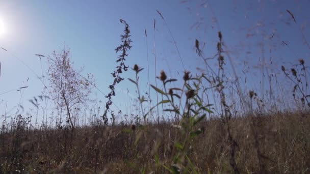 Homem caminha além do campo com talos de plantas secas balançando no vento no dia ensolarado . — Vídeo de Stock