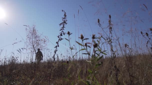 W oddali samiec trzęsie cienkim drzewem poza polem z suszoną trawą w słoneczny dzień — Wideo stockowe