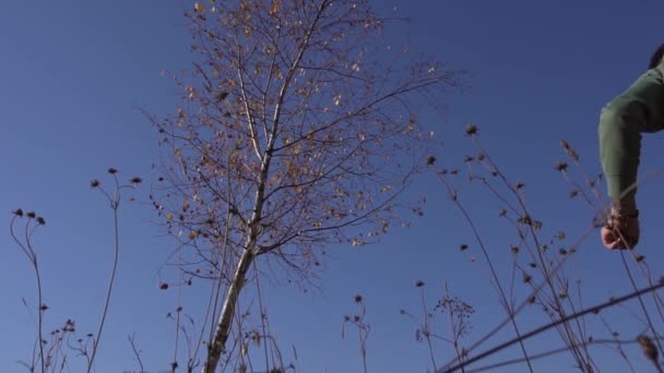 Guy staat naast dunne boom en grijpt zijn stam op heldere zonnige dag met blauwe lucht. — Stockvideo