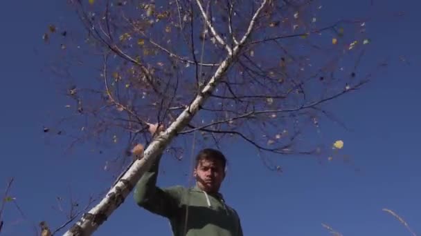 Jeune homme caucasien secoue arbre avec des feuilles jaunes sur fond de ciel bleu — Video