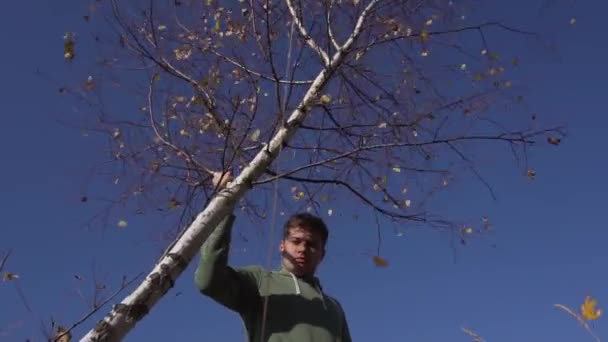 Niedliche junge Männchen schüttelt Baum mit gelben Blättern auf dem Hintergrund des blauen Himmels — Stockvideo