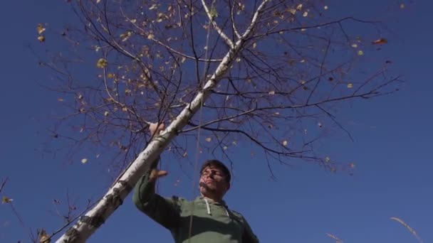 Ragazzo vestito con hoodey verde sta scuotendo albero sottile con foglie gialle . — Video Stock