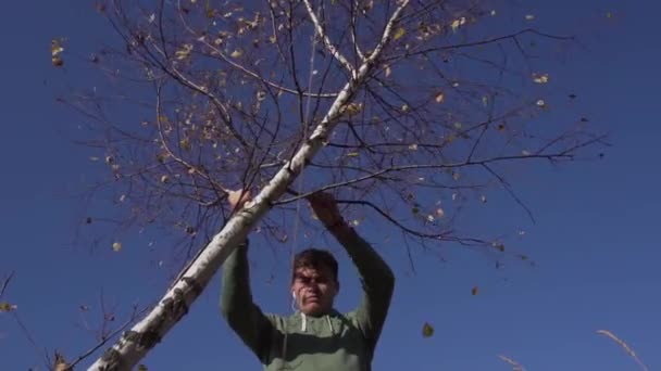 Snygg man skakar träd med gula blad på bakgrunden av blå himmel — Stockvideo