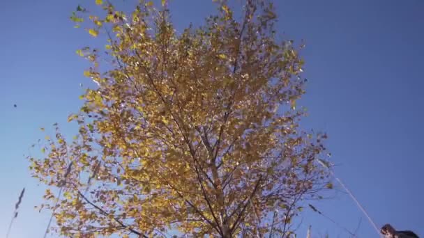 Geïsoleerde dunne boom met gele bladeren schudt op de blauwe lucht op het platteland — Stockvideo