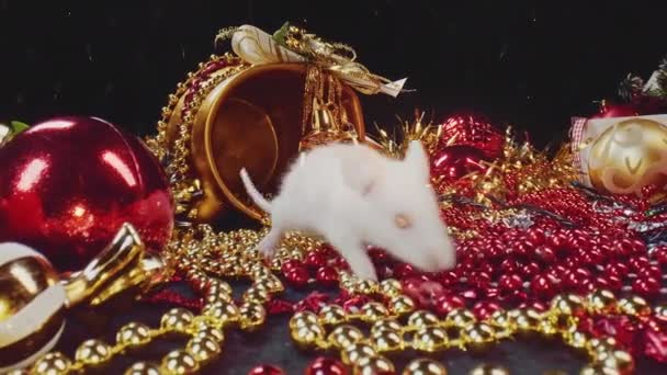 Macro view of little white and grey rats are moving along New Year decorations. — Stock Video