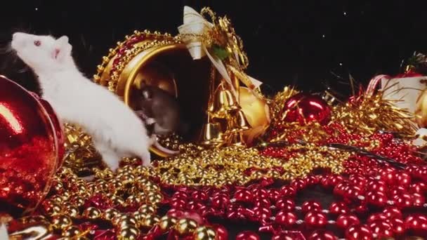 Macro vue de deux mignons rats blancs et gris se déplaçant décorations Nouvel An .