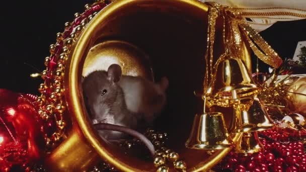 Macro vue de deux rats avec des fourrures blanches et grises assis dans un pot de Noël en or .