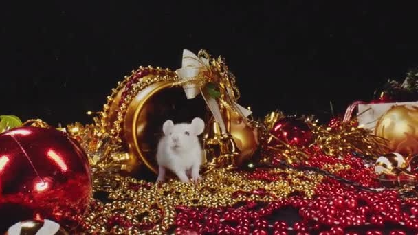 Deux rats blancs et gris mignons se déplacent le long des décorations de Noël festives 
