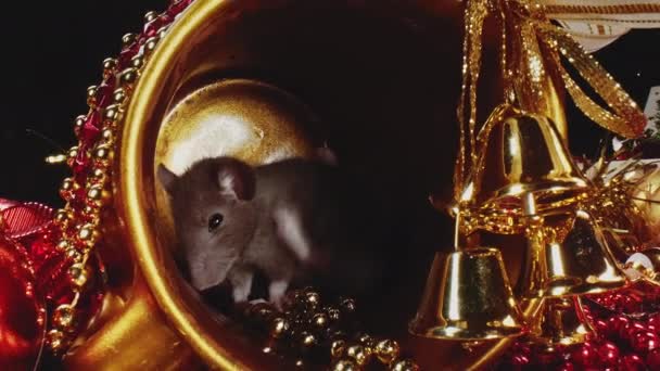 Macro uitzicht op kleine ratten met witte en grijze vachten zitten in gouden kerstpot. — Stockvideo