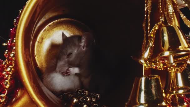 Vue rapprochée de rats mignons avec des fourrures blanches et grises assis dans un pot de Noël en or .