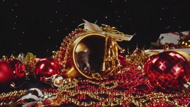 Ratti bianchi e grigi sono seduti in pentola d'oro tra le decorazioni festive di Capodanno . — Video Stock