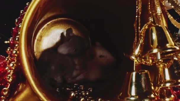 Macro vue de rats avec des fourrures blanches et grises assis à l'intérieur du pot de Noël en or .